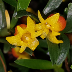 MEDIOCALCAR DECORATUM