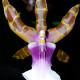 MILTONIA CLOWESII
