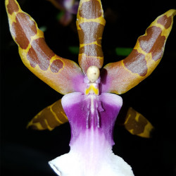 MILTONIA CLOWESII