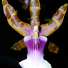 MILTONIA CLOWESII