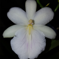 MILTONIA REGNELLI ALBA