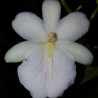 MILTONIA REGNELLI ALBA
