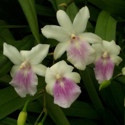 MILTONIA REGNELLII