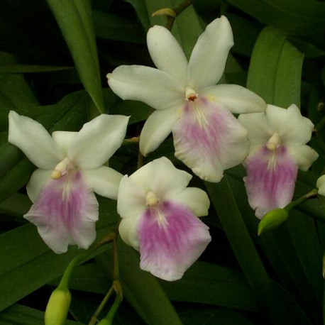 MILTONIA REGNELLII