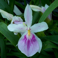 MILTONIA SPECTABILIS