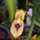 MORMOLYCA RIGENS
