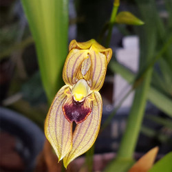 MORMOLYCA RIGENS