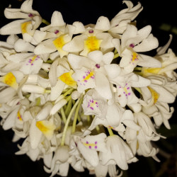 NEOBENTHAMIA GRACILIS