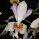 NEOFINETIA FALCATA X VANDA TERES