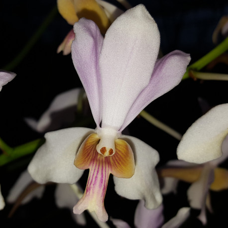 NEOFINETIA FALCATA X VANDA TERES
