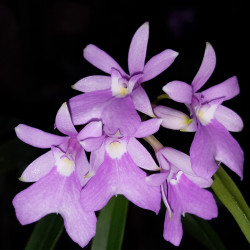 OERSTEDELLA CENTRADENIA