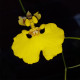 ONCIDIUM SP.