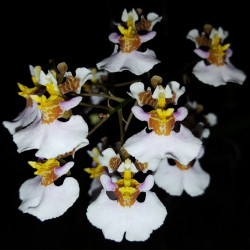 ONCIDIUM VARIEGATUM