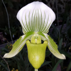 PAPHIOPEDILUM CLAIR DE LUNE