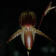 PAPHIOPEDILUM ROTHSCHILDIANUM X ADUCTUM (JOHANNA BURHARDT)