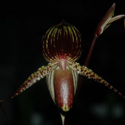 PAPHIOPEDILUM ROTHSCHILDIANUM X ADUCTUM (JOHANNA BURHARDT)