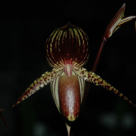 PAPHIOPEDILUM ROTHSCHILDIANUM X ADUCTUM (JOHANNA BURHARDT)