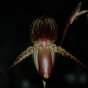 PAPHIOPEDILUM ROTHSCHILDIANUM X ADUCTUM (JOHANNA BURHARDT)