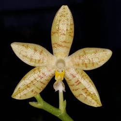 PHALAENOPSIS PALLENS