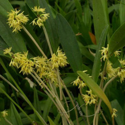 PLEUROTHALLIS RAMENTACEA