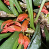 PLEUROTHALLIS TRIBULOIDES