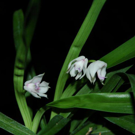 POLYSTACHIA VIRGINEA