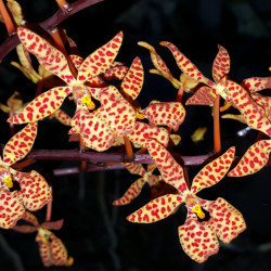 RENANTHERA MONACHICA