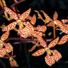 RENANTHERA MONACHICA