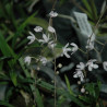 SARCOCHILUS CECILIAE