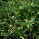 SCAPHYGLOTIS CONFUSA
