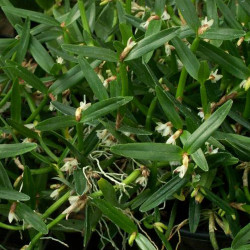 SCAPHYGLOTIS CONFUSA
