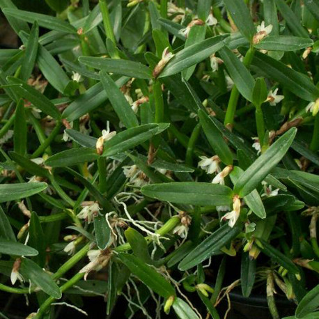 SCAPHYGLOTIS CONFUSA