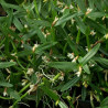 SCAPHYGLOTIS CONFUSA