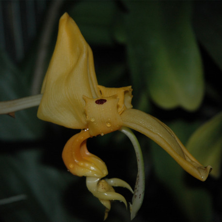 STANHOPEA CONNATA ORANGE JEWEL