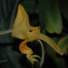 STANHOPEA CONNATA ORANGE JEWEL