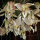 STANHOPEA OCULATA