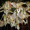 STANHOPEA OCULATA