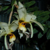 STANHOPEA SP.