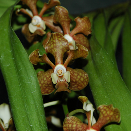 VANDA BENSONII