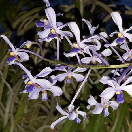 VANDA COERULESCENS