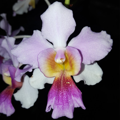 VANDA MISS JOAQUIM