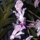 VANDA TRICOLOR