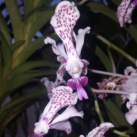 VANDA TRICOLOR