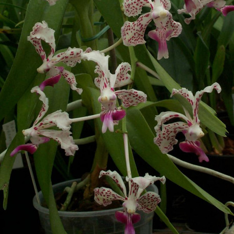 VANDA TRICOLOR VAR. SUAVIS