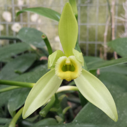 VANILLA PLANIFOLIA