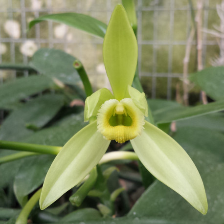 VANILLA PLANIFOLIA