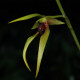 BULBOPHYLLUM CARUNCULATUM X SULAWESI