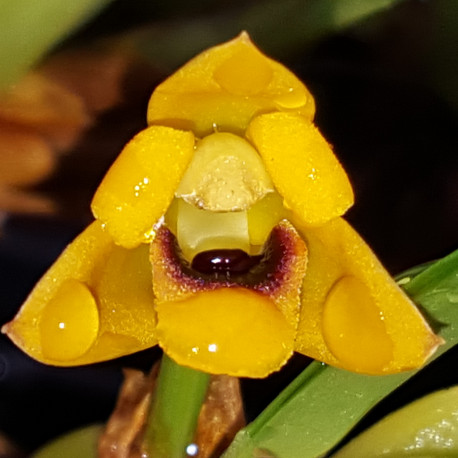 MAXILLARIA VARIABILIS YELLOW