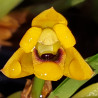 MAXILLARIA VARIABILIS YELLOW