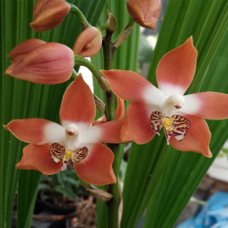 NEOMOREA IRORATA